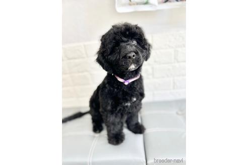 成約済の東京都のミックス犬-187324の19枚目