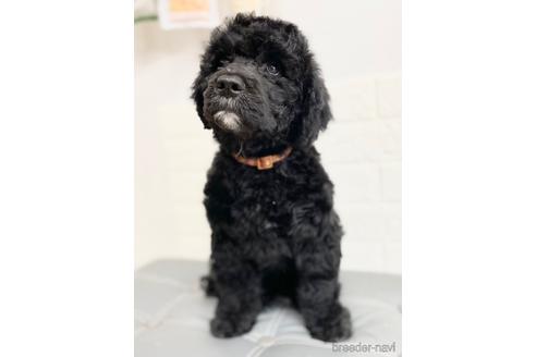 成約済の東京都のミックス犬-191369の1枚目