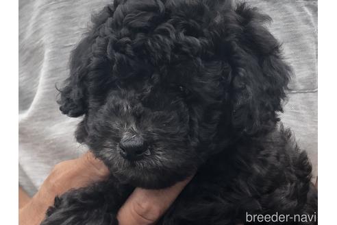 子犬