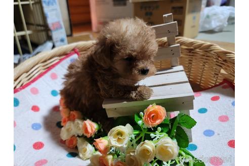 成約済の千葉県のトイプードル-192733の1枚目