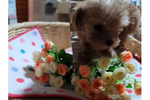 成約済の千葉県のトイプードル-192733の4枚目