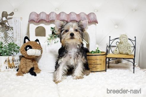 成約済の佐賀県のヨークシャーテリア-185444の1枚目