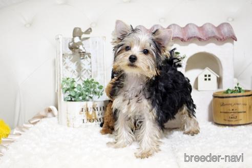 成約済の佐賀県のヨークシャーテリア-185444の5枚目