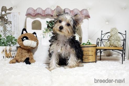 成約済の佐賀県のヨークシャーテリア-185444の4枚目