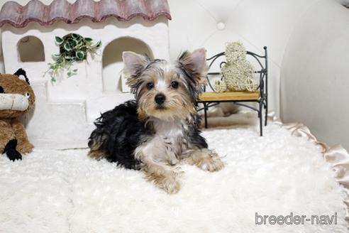 成約済の佐賀県のヨークシャーテリア-185444の3枚目