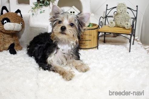 成約済の佐賀県のヨークシャーテリア-185444の2枚目