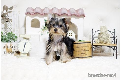 成約済の佐賀県のヨークシャーテリア-185465の1枚目