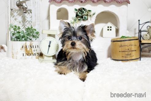 成約済の佐賀県のヨークシャーテリア-185465の5枚目