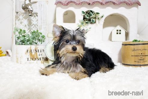 成約済の佐賀県のヨークシャーテリア-185465の3枚目