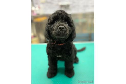 成約済の東京都のミックス犬-190366の22枚目