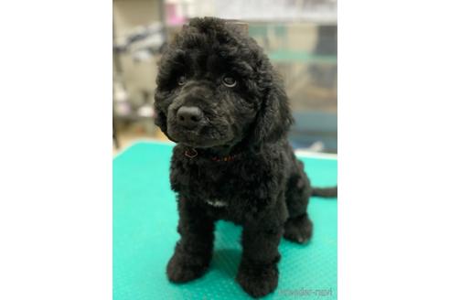 成約済の東京都のミックス犬-190366の21枚目