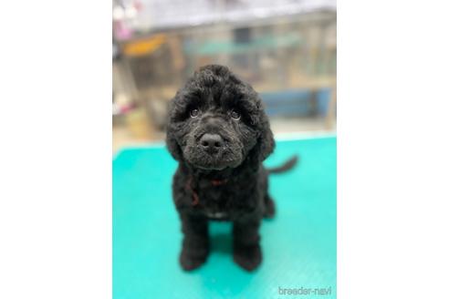 成約済の東京都のミックス犬-190366の20枚目