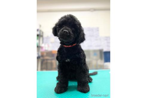 成約済の東京都のミックス犬-190366の19枚目