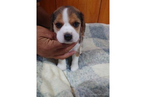 子犬