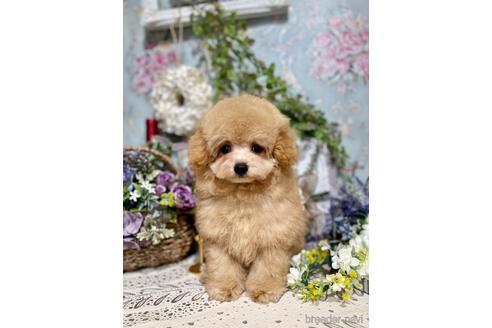 成約済の神奈川県のタイニープードル-188454の3枚目
