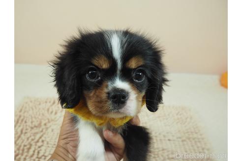 成約済の埼玉県のキャバリアキングチャールズスパニエル-187361の1枚目