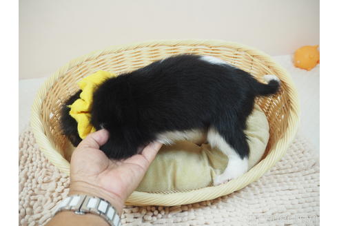 成約済の埼玉県のキャバリアキングチャールズスパニエル-187361の3枚目