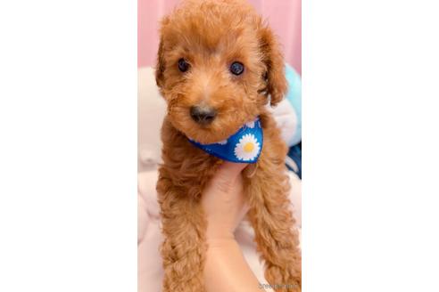 成約済の千葉県のトイプードル-190451の1枚目