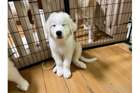 成約済の静岡県のグレートピレニーズ-192486の4枚目