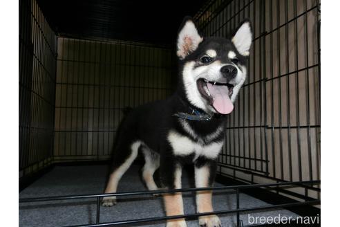 成約済の大阪府の柴犬-181185の2枚目