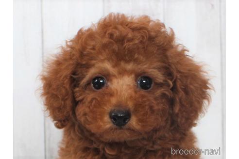 子犬