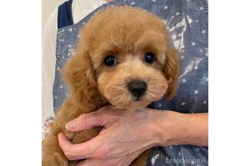 成約済の長野県のトイプードル-188302の1枚目