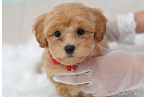 成約済の埼玉県のミックス犬-187388の7枚目