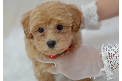 成約済の埼玉県のミックス犬-187388の6枚目