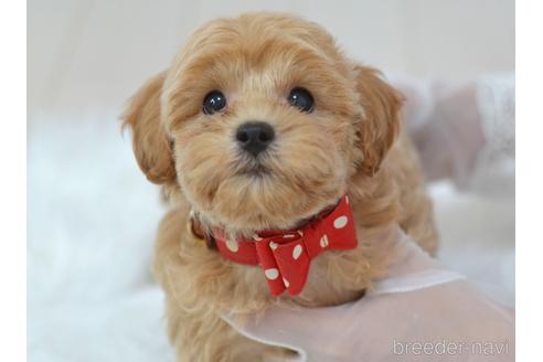 成約済の埼玉県のミックス犬-187388の1枚目