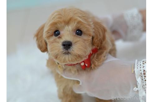 成約済の埼玉県のミックス犬-187388の3枚目