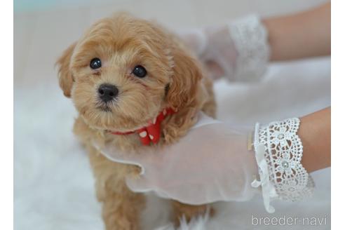 成約済の埼玉県のミックス犬-187388の2枚目