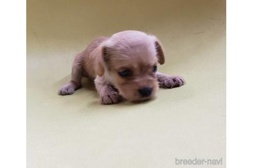 成約済の大阪府のミックス犬-193993の6枚目