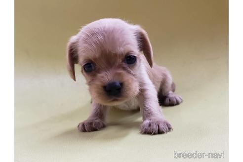 成約済の大阪府のミックス犬-193993の1枚目