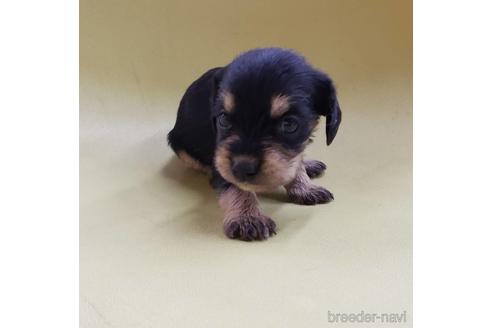 成約済の大阪府のミックス犬-193998の8枚目