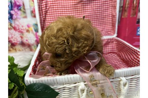 成約済の広島県のトイプードル-191047の10枚目