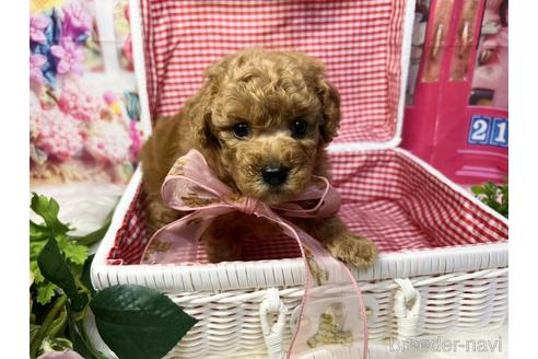成約済の広島県のトイプードル-191047の9枚目
