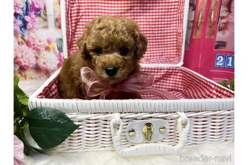 成約済の広島県のトイプードル-191047の8枚目