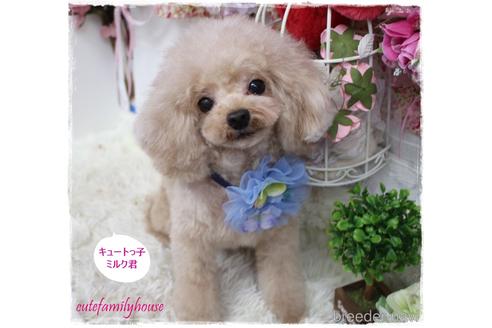 成約済の岡山県のタイニープードル-194021の3枚目