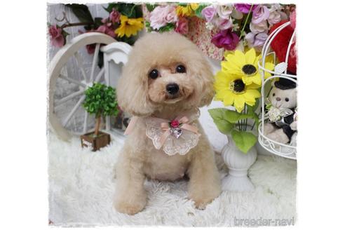 成約済の岡山県のタイニープードル-194021の2枚目