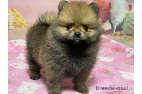 成約済の埼玉県のポメラニアン-194028の29枚目