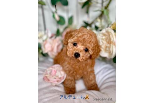 成約済の神奈川県のタイニープードル-194032の1枚目