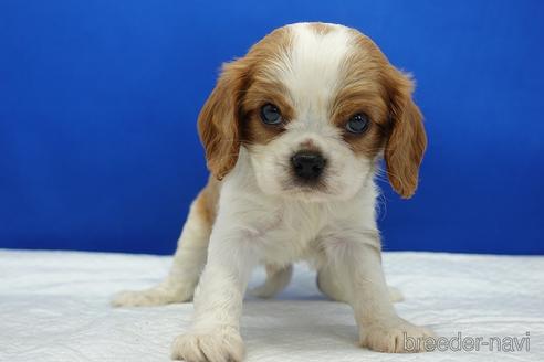 成約済の愛知県のキャバリアキングチャールズスパニエル-192100の6枚目