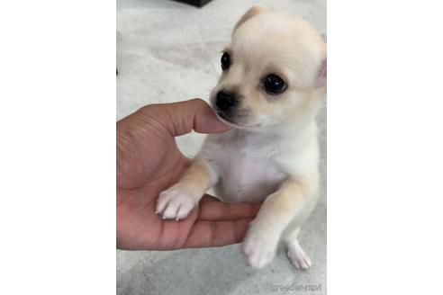 成約済の福岡県のミックス犬-189813の3枚目