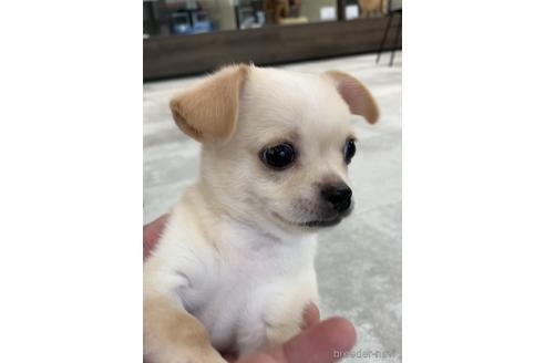 成約済の福岡県のミックス犬-189813