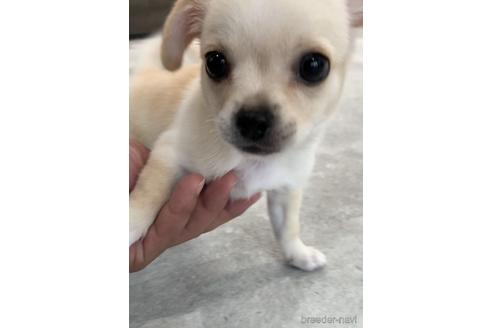 成約済の福岡県のミックス犬-189813の2枚目