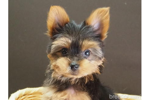 子犬