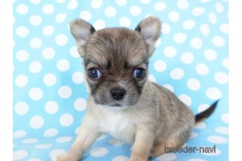 成約済の千葉県のチワワ(ロングコート)-194094の16枚目