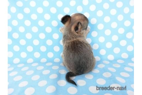 成約済の千葉県のチワワ(ロングコート)-194094の15枚目