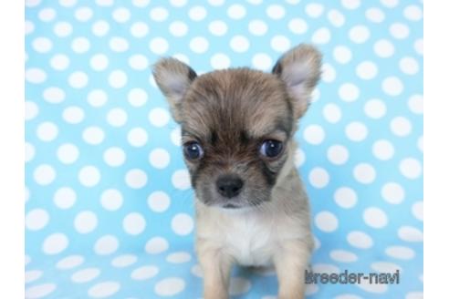 成約済の千葉県のチワワ(ロングコート)-194094の14枚目