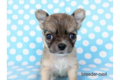 成約済の千葉県のチワワ(ロングコート)-194094の13枚目